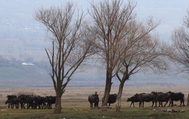 Budaklı kaplıcasında, yazın turistler, kışın manda ve atlar keyif yapıyor